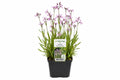 Lychnis flos-cuculi roz la ghiveci, Moerings
