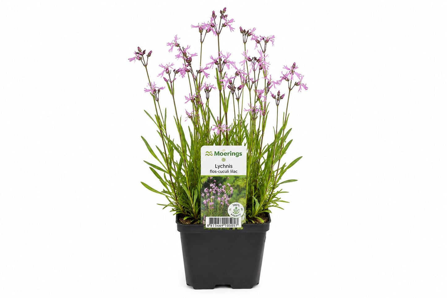 Lychnis flos-cuculi roz la ghiveci, Moerings