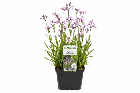 Lychnis flos-cuculi roz la ghiveci, Moerings