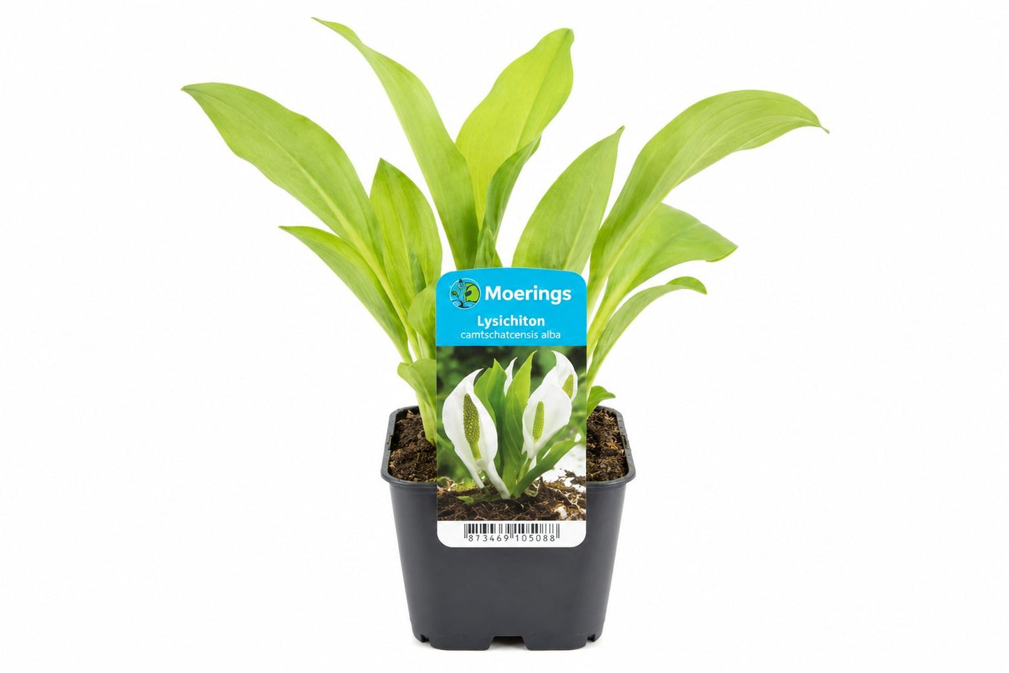 Lysichiton camtschatcensis alb la ghiveci, Moerings