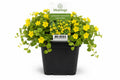 Lysimachia nummularia galbena la ghiveci, Moerings