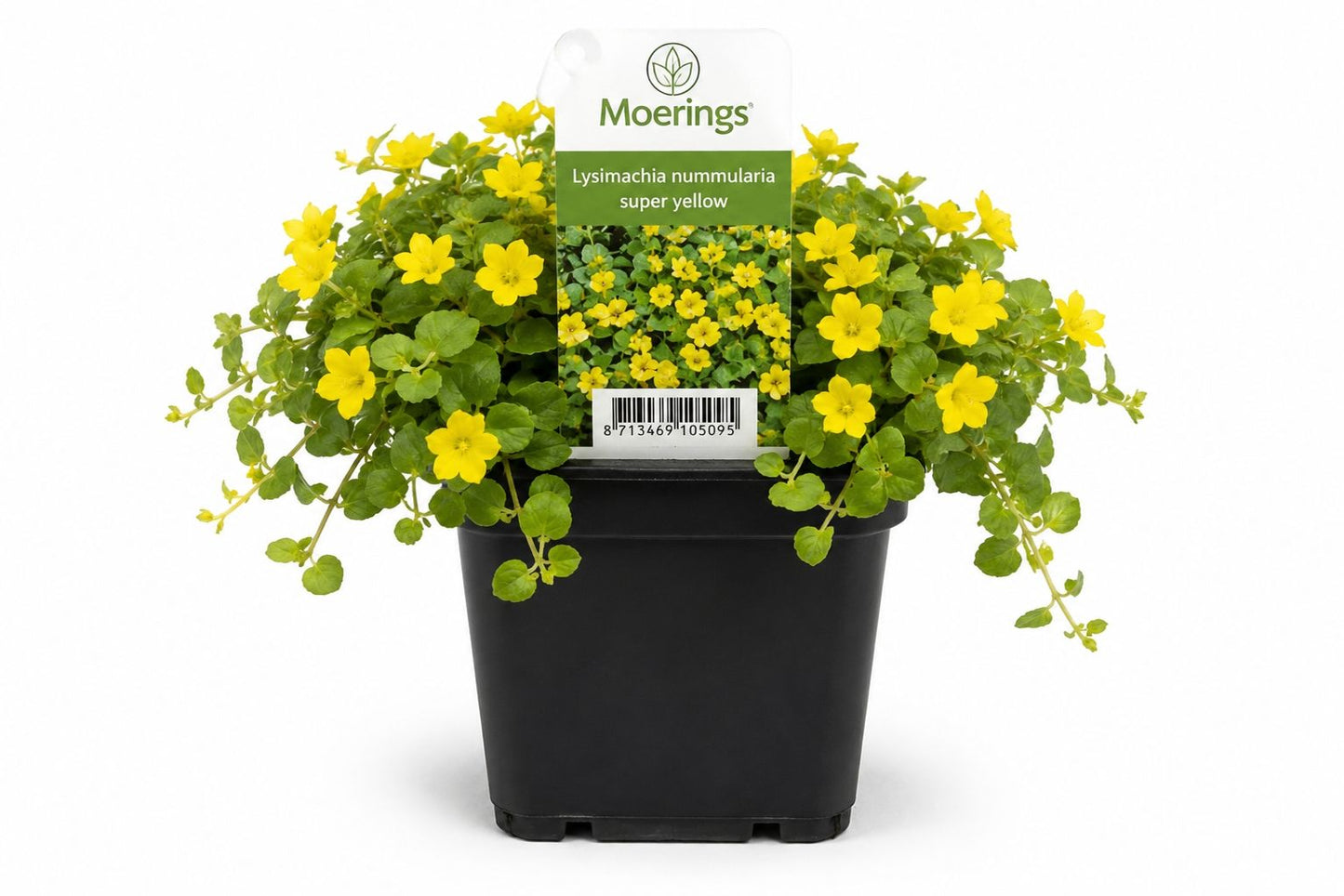 Lysimachia nummularia galbena la ghiveci, Moerings