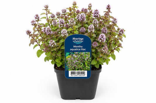 Menta de apa Mentha aquatica liliachie la ghiveci, Moerings
