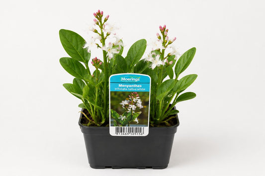 Menyanthes trifoliata la ghiveci, Moerings