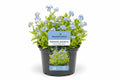 Myosotis palustris albastru deschis la ghiveci, Moerings