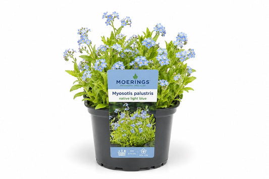 Myosotis palustris albastru deschis la ghiveci, Moerings