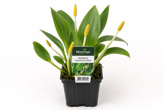 Orontium aquaticum galben la ghiveci, Moerings