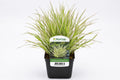 Phalaris arundinacea Picta la ghiveci, Moerings