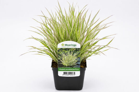 Phalaris arundinacea Picta la ghiveci, Moerings