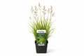 Phragmites australis maro deschis la ghiveci, Moerings