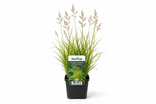 Phragmites australis maro deschis la ghiveci, Moerings