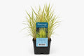 Phragmites australis Variegata maro la ghiveci, Moerings