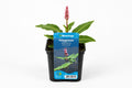 Polygonum amphibium roz la ghiveci, Moerings