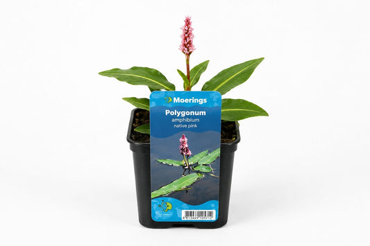 Polygonum amphibium roz la ghiveci, Moerings