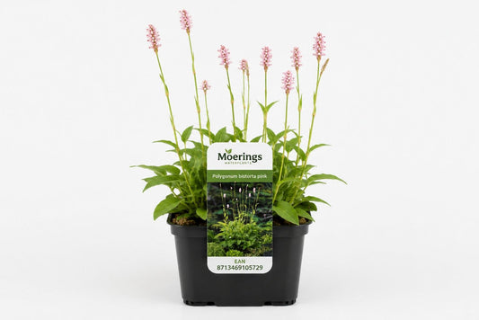 Polygonum bistorta roz la ghiveci, Moerings