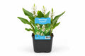 Pontederia cordata Alba la ghiveci, Moerings
