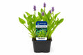 Pontederia cordata mov la ghiveci, Moerings