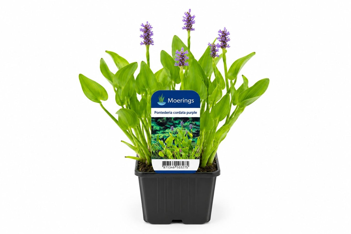 Pontederia cordata mov la ghiveci, Moerings