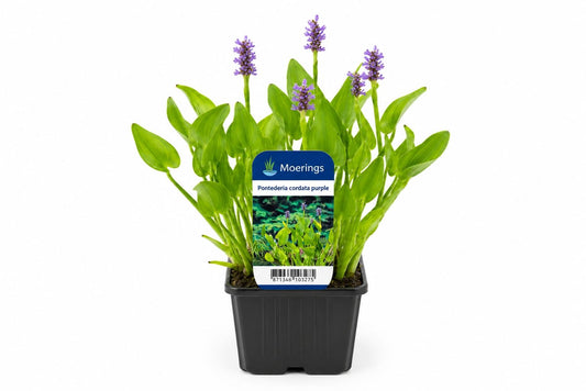 Pontederia cordata mov la ghiveci, Moerings
