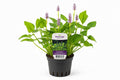 Pontederia cordata Pink Pons roz la ghiveci, Moerings