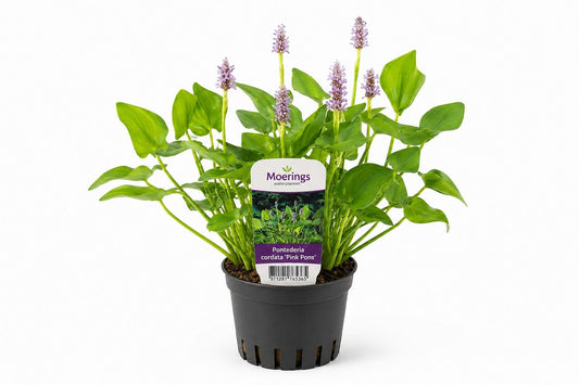 Pontederia cordata Pink Pons roz la ghiveci, Moerings