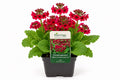 Primula japonica Millers Crimson rosie la ghiveci, Moerings