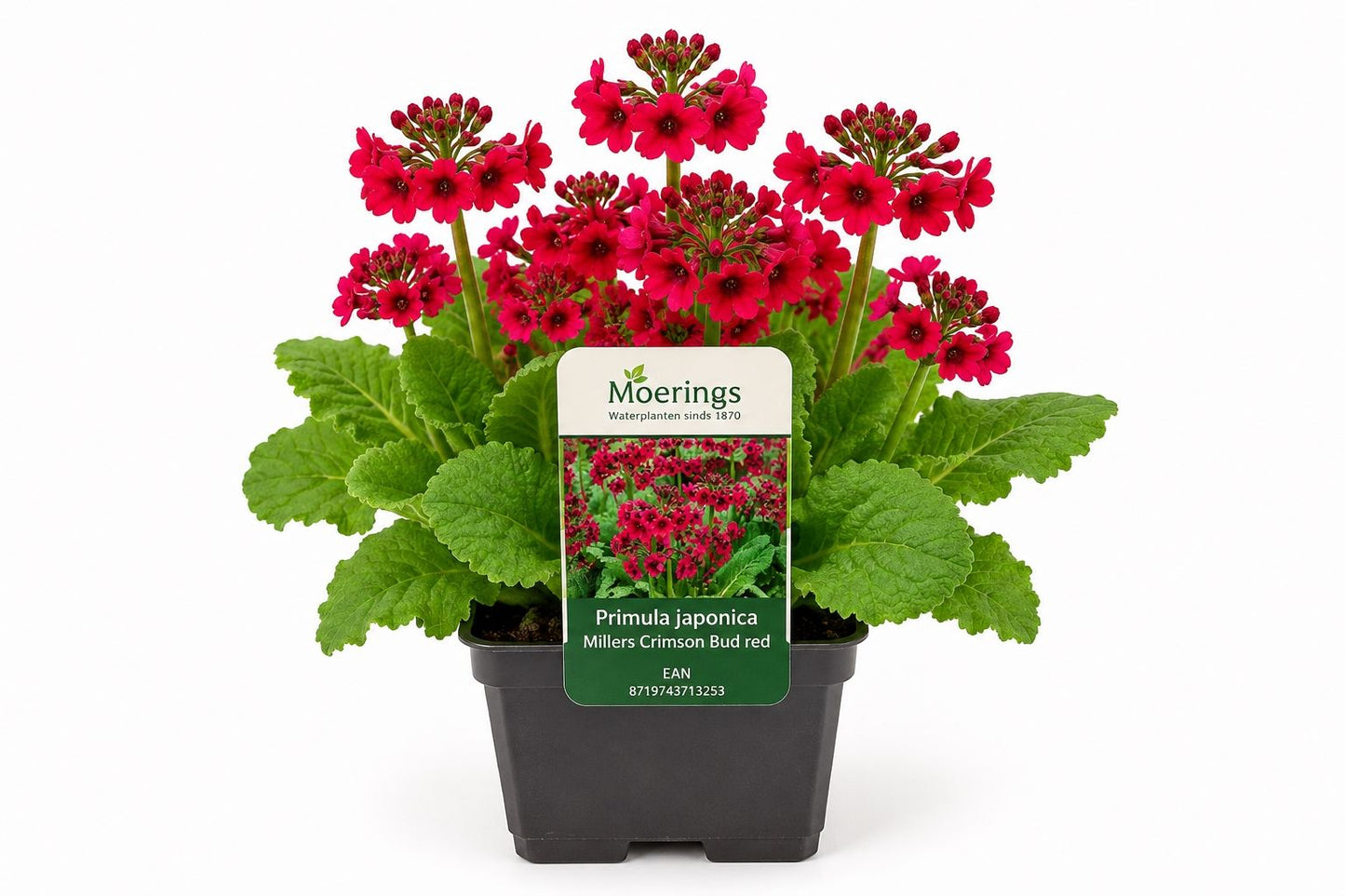 Primula japonica Millers Crimson rosie la ghiveci, Moerings