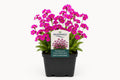 Primula rosea Flower donker roz la ghiveci, Moerings