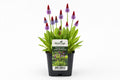 Primula vialii small Tweekleurig, la ghiveci, Moerings