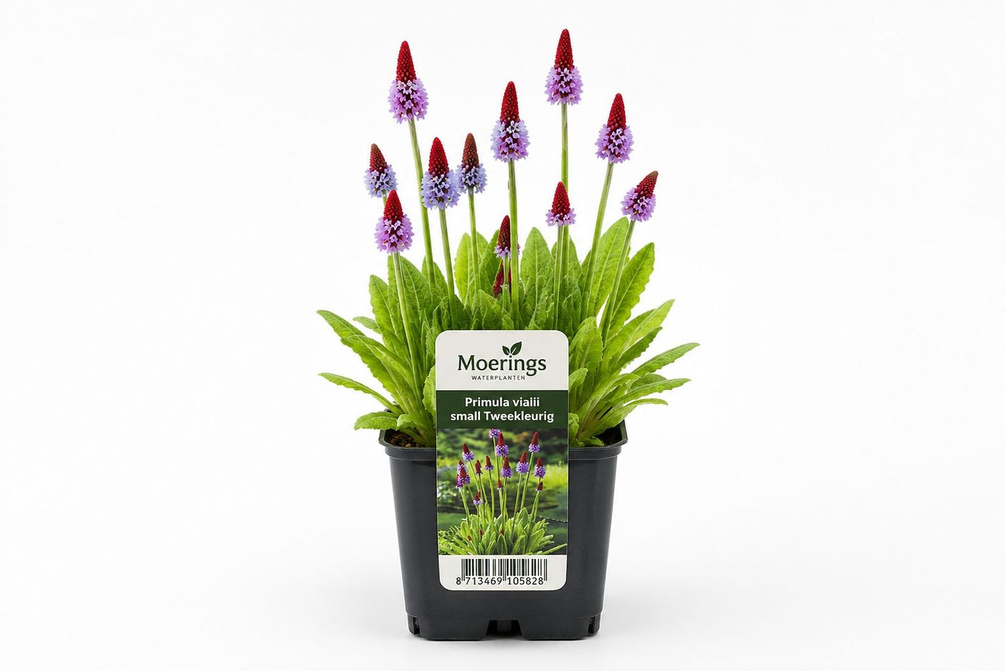 Primula vialii small Tweekleurig, la ghiveci, Moerings