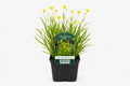 Ranunculus flammula galben la ghiveci, Moerings