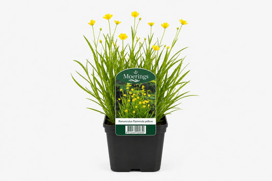 Ranunculus flammula galben la ghiveci, Moerings