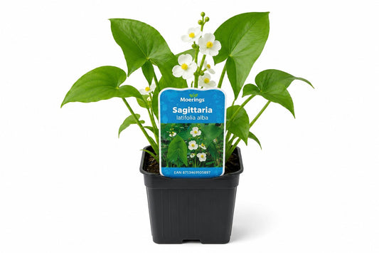 Sagittaria latifolia alba la ghiveci, Moerings