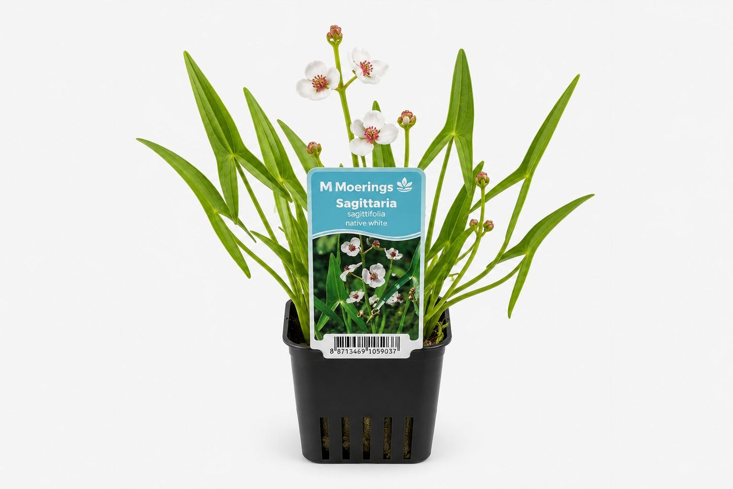 Sagittaria sagittifolia alba la ghiveci, Moerings