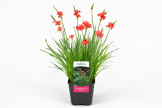 Schizostylis coccinea Major rosie la ghiveci, Moerings