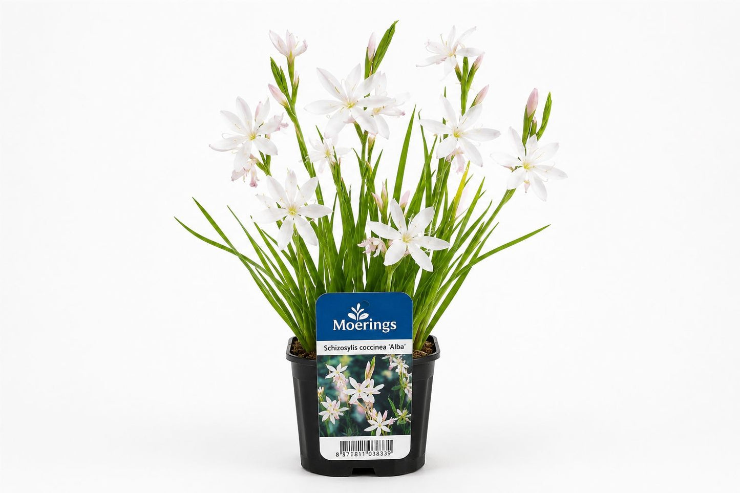 Schizostylis coccinea Alba la ghiveci, Moerings