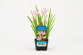 Schizostylis coccinea Mrs Hegarty roz la ghiveci, Moerings
