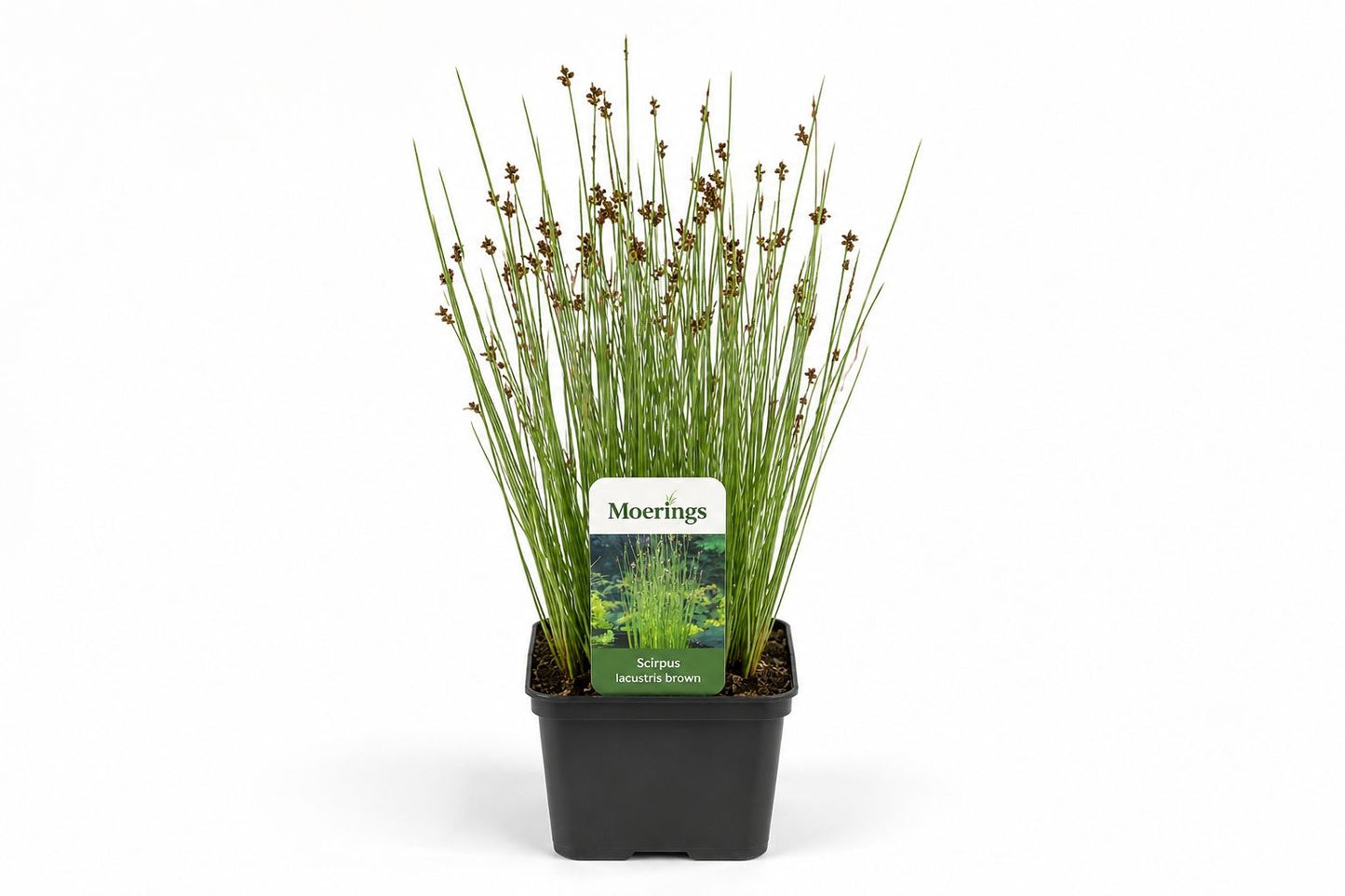 Scirpus lacustris maro la ghiveci, Moerings