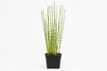 Scirpus tabermont 'Zebrinus' maro, la ghiveci, Moerings