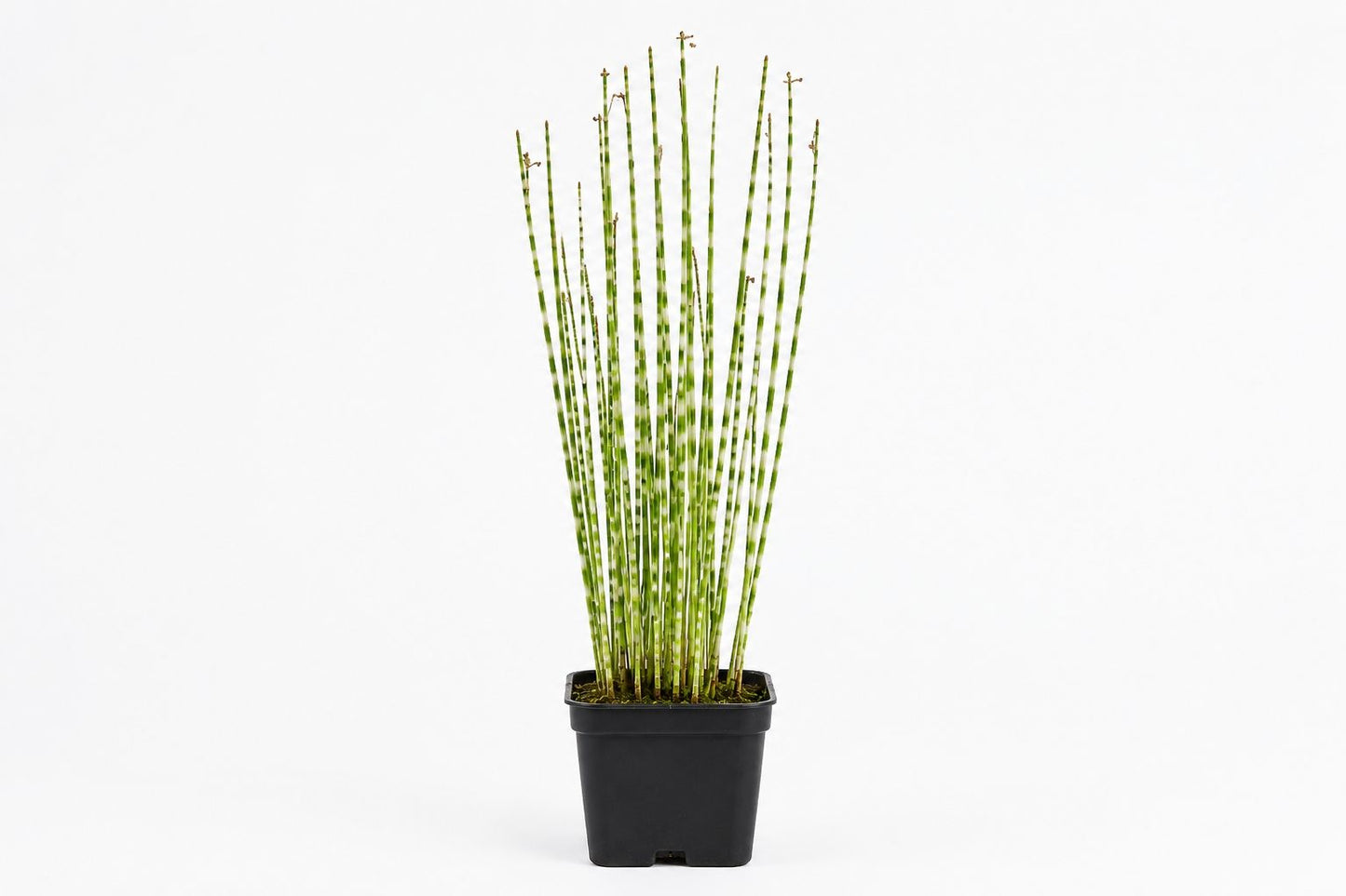 Scirpus tabermont 'Zebrinus' maro, la ghiveci, Moerings
