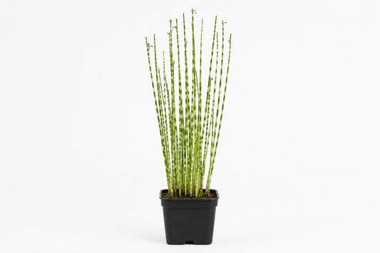 Scirpus tabermont 'Zebrinus' maro, la ghiveci, Moerings