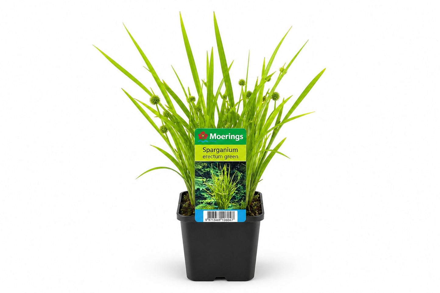Sparganium erectum verde la ghiveci, Moerings
