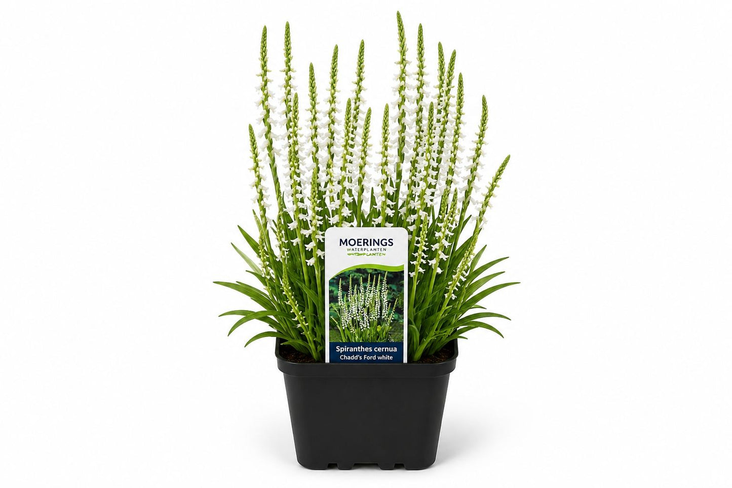 Scirpus tabernaemontani Zebrinus maro la ghiveci, Moerings