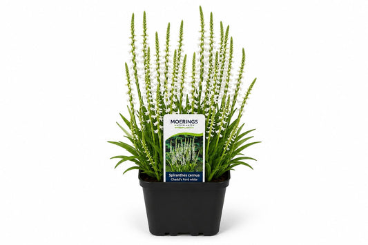 Scirpus tabernaemontani Zebrinus maro la ghiveci, Moerings
