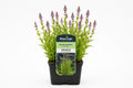 Stachys palustris mov la ghiveci, Moerings