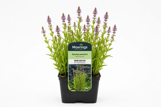 Stachys palustris mov la ghiveci, Moerings