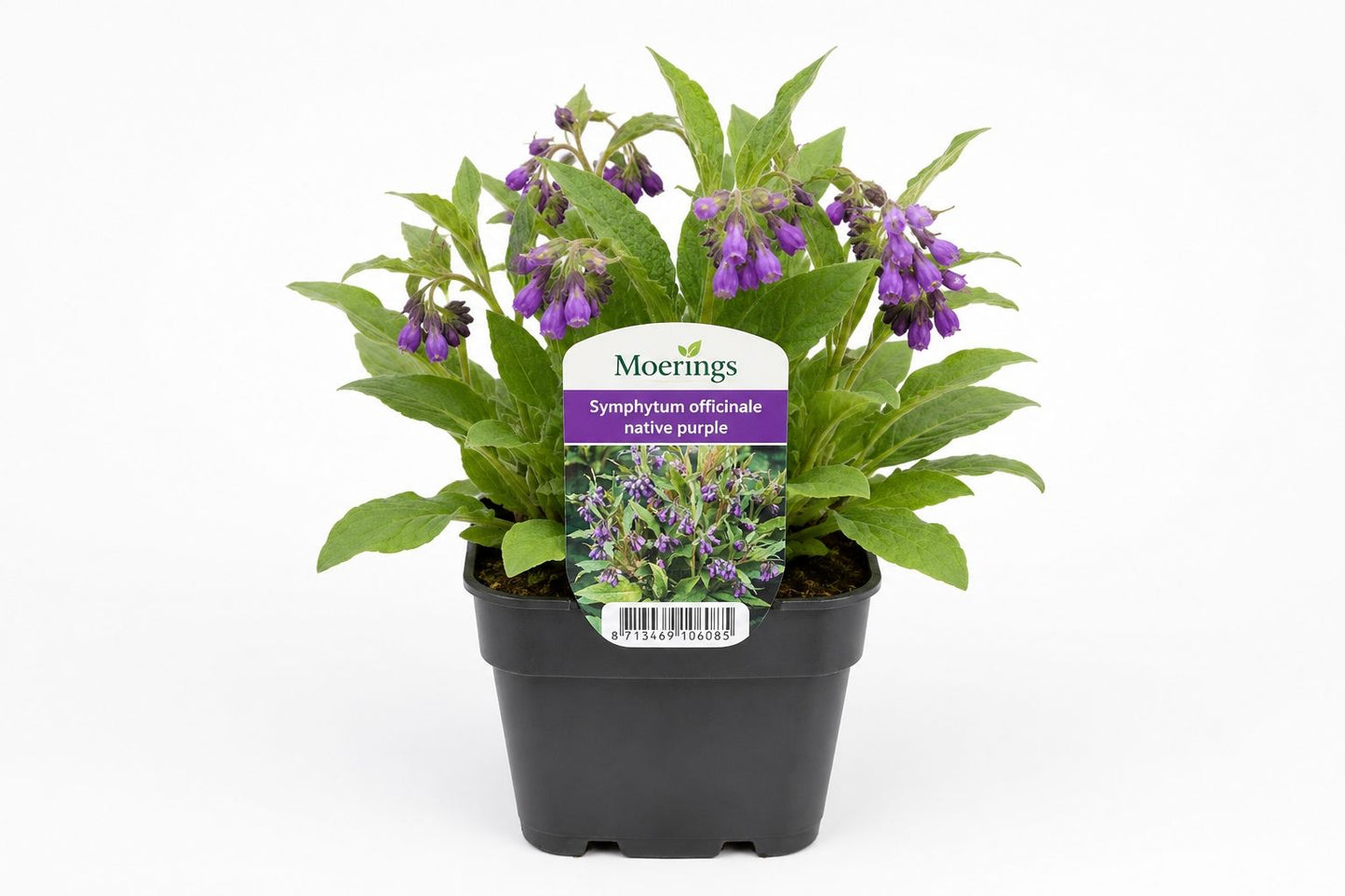 Symphytum officinale mov la ghiveci, Moerings