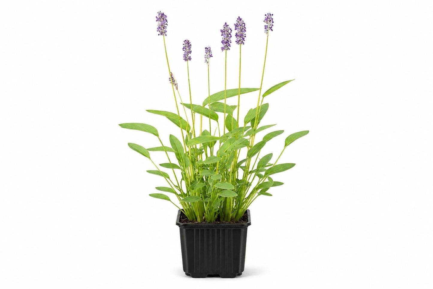 Thalia dealbata mov la ghiveci, Moerings