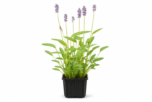 Thalia dealbata mov la ghiveci, Moerings