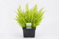 Thelypteris palustris la ghiveci, Moerings